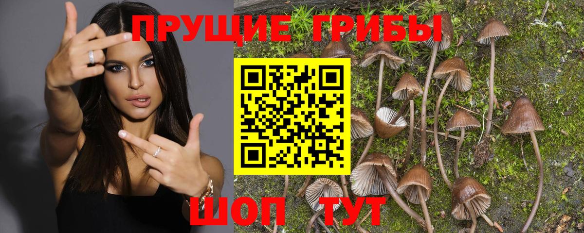 Галлюциногенные грибы Psilocybine cubensis Казань